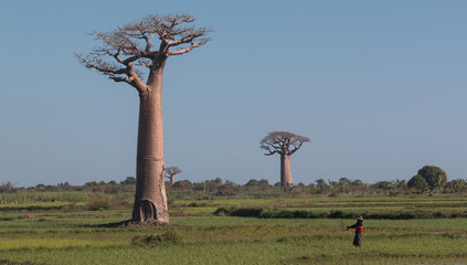 Baobabs