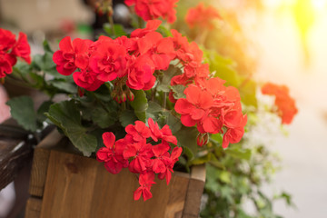 flower pot with red flowers hang on the street.