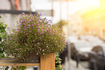 An outside basket filled with vibrant pink flowers