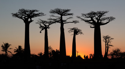 Fototapeta na wymiar Coucher de soleil sur l'Allée des Baobabs