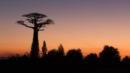Fototapeta na wymiar Baobab au crépuscule