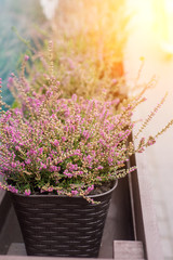 An outside basket filled with vibrant pink flowers