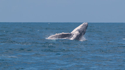 Naklejka premium Baleine à bosse