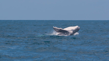 Naklejka premium Baleine à bosse