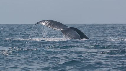 Fototapeta premium Baleine à bosse