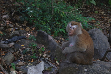 A brown wild macaque monkey in a jungle