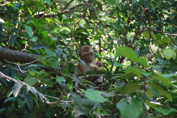 A little monkey looking at camera through leaves