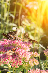 Aglais urticae, Small Tortoiseshell butterfly on pink flowers, Beautiful natural background with butterfly in garden