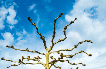 Knorpeliger Baum