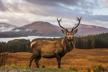 Fototapete Hirsch Porträt eines freien und wilden schottischen Hirsches, gefangen in den Highlands
