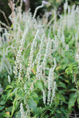 Piumbago zeylanica L. is the scientific name of the medicinal plant in the garden.