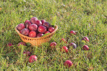 Plum harvest. Plums in the basket on the green grass.