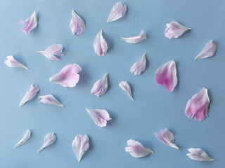 Naklejka premium Peony pentals