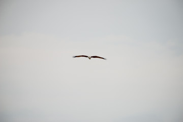 Obraz premium flying Brahminy Kite at Bangpu Recreation Center; Samut Prakan; Thailand