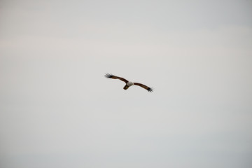 flying Brahminy Kite at Bangpu Recreation Center; Samut Prakan; Thailand