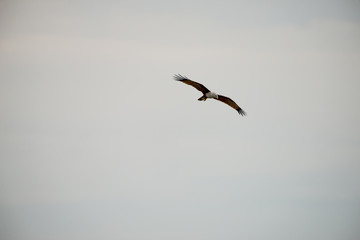 flying Brahminy Kite at Bangpu Recreation Center; Samut Prakan; Thailand
