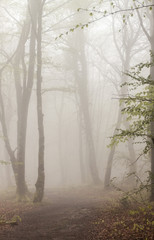Fog in the beech forest of Monte Santiago, Burgos, Spain, Castilla y León