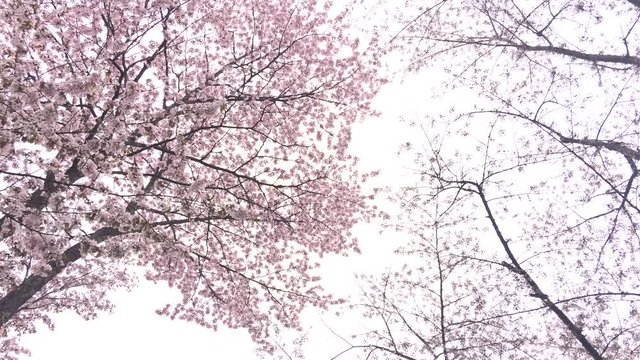 北海道の桜　