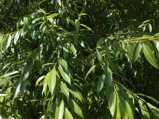 зеленое дерево ивы в летний день.