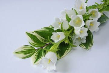 カンパニュラ　白花