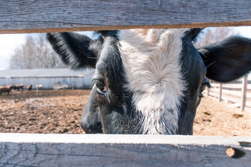 A cow looking through a fence. Rustic landscape.