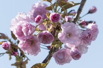 Pink flowers of ornamental cherry sakura.