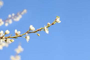 Blossom branch in spring on blue sky with empty space