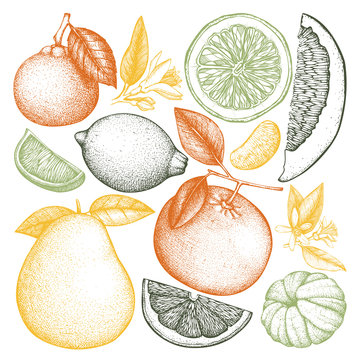 Vintage collection of ink hand drawn fruits. Vector drawings isolated on white background. Sketched citrus illustrations. Highly detailed exotic plants outlines.