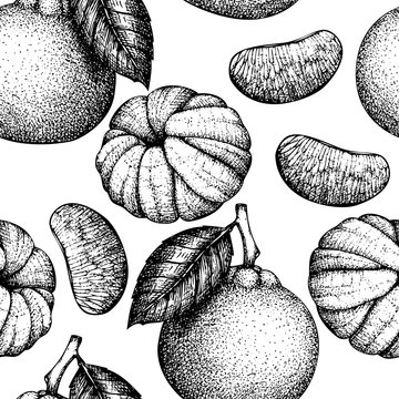 Citrus seamless pattern. Tangerine background. Vector mandarine illustration. Summer fruits drawing for logo, icon, label, packaging design.