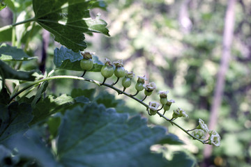 green currant berries