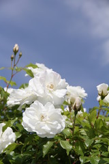 白いバラ