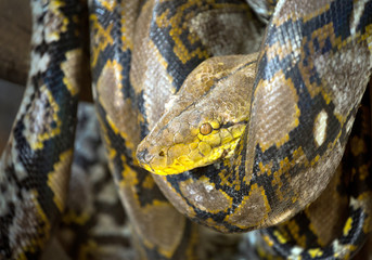 Patterned skin python curled up on the timber.