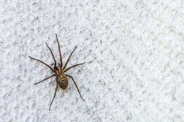 brown scary spider predator insect on a light background in the wild, close-up beautiful spooky spider