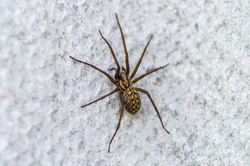 brown scary spider predator insect on a light background in the wild, close-up beautiful spooky spider