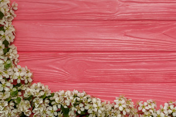 Pink wooden background with flowering apple branches
