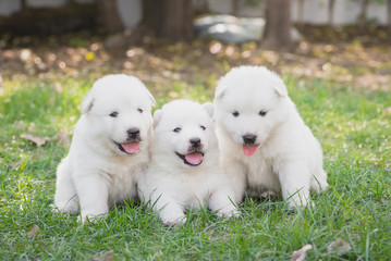 Group of white siberian husky puppies sitting on grass