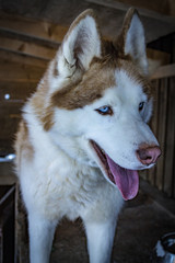 Siberian Husky