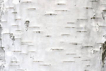 Natural background of birch bark with natural birch texture