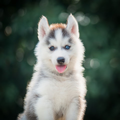 siberian husky puppy  with bokeh sunlight background