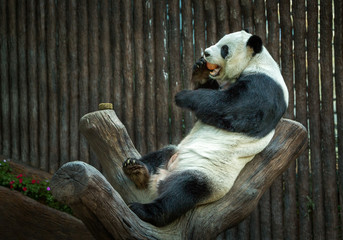 Panda is resting in the natural atmosphere of the zoo.