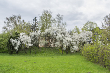 Spring in the park