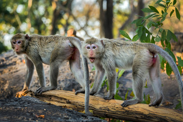 The family of monkeys in the natural atmosphere.