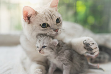 cat kissing her kitten with love