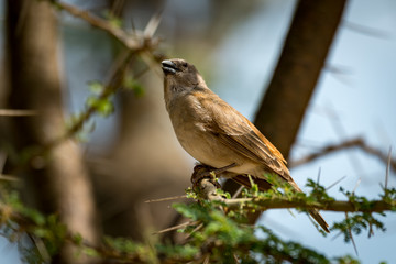 Grey-capped social weaver bird on thorny branch