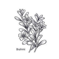 Medical plant Brahmi.