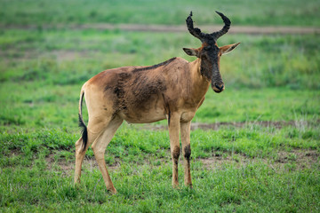 Fototapeta na wymiar Hartebeest stands with face covered in mud