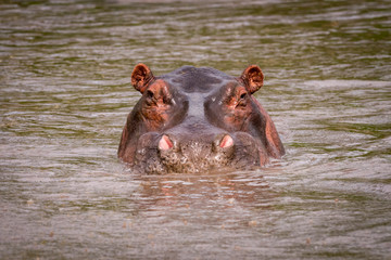 Hippopotamus in muddy pool staring at camera