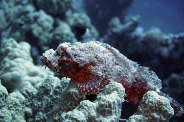 Drachenkopf (Scorpaenopsis spec.)