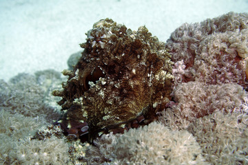 Gemeiner Krake (Octopus vulgaris)