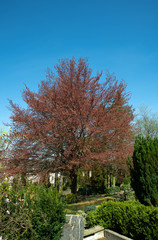 Großer Baum auf dem Friedhof 